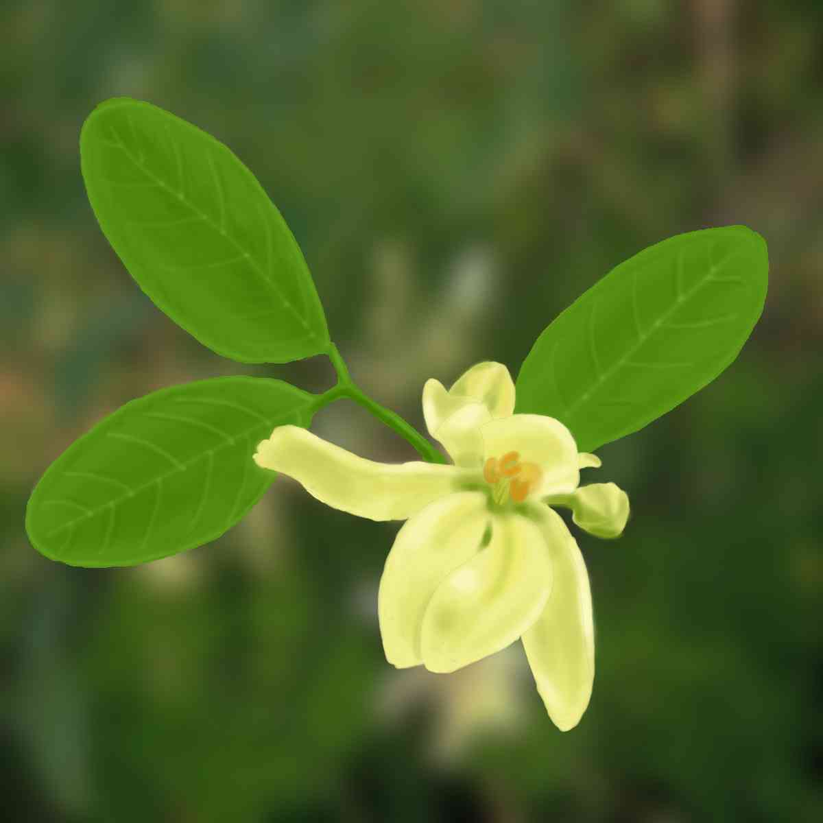 Moringa Pflanzenbild mit Photoshop