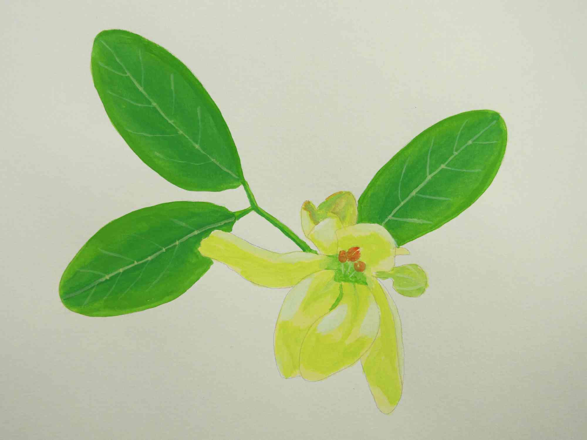 Moringa Pflanzenbild mit Gouache-Farben